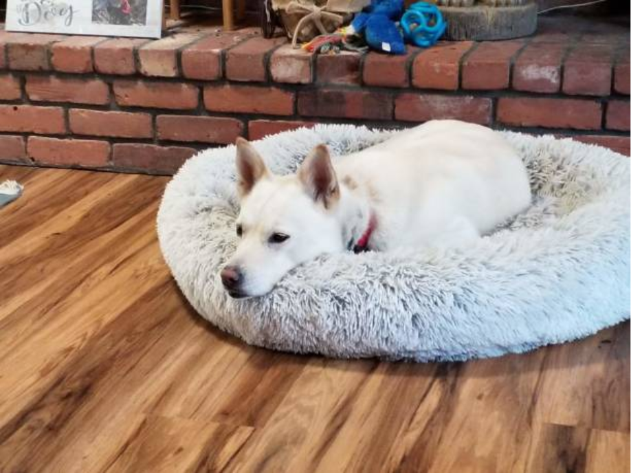 Calming Nest Dog Bed: The Ultimate Comfort for Anxious Dogs 